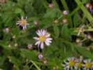 Aster Ageratoides Extract 